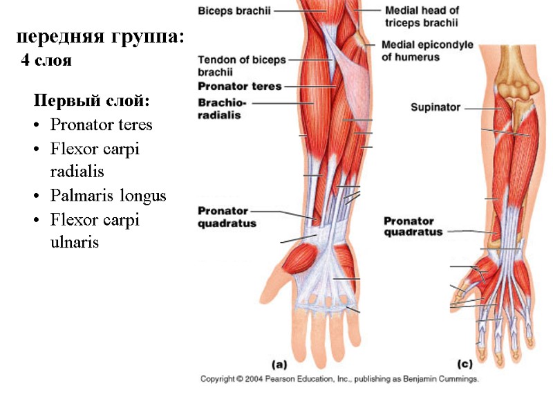 передняя группа:  4 слоя Первый слой: Pronator teres  Flexor carpi radialis Palmaris